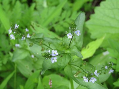Veronica anagallis-aquatica, photographed by Zakqary Roy
