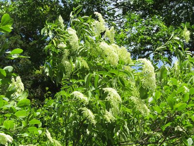 Sambucus canadensis, photographed by Zakqary Roy