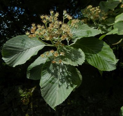 Aria edulis, photographed by Jon Mortin