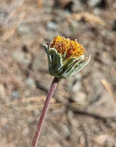 Balsamorhiza lanata, photographed by Dominic Gentilcore