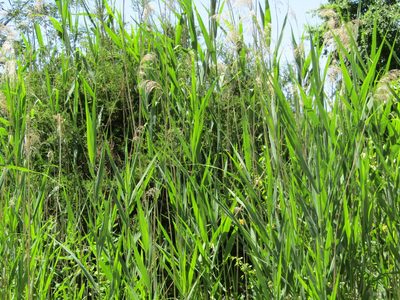 Phragmites australis, photographed by Zakqary Roy