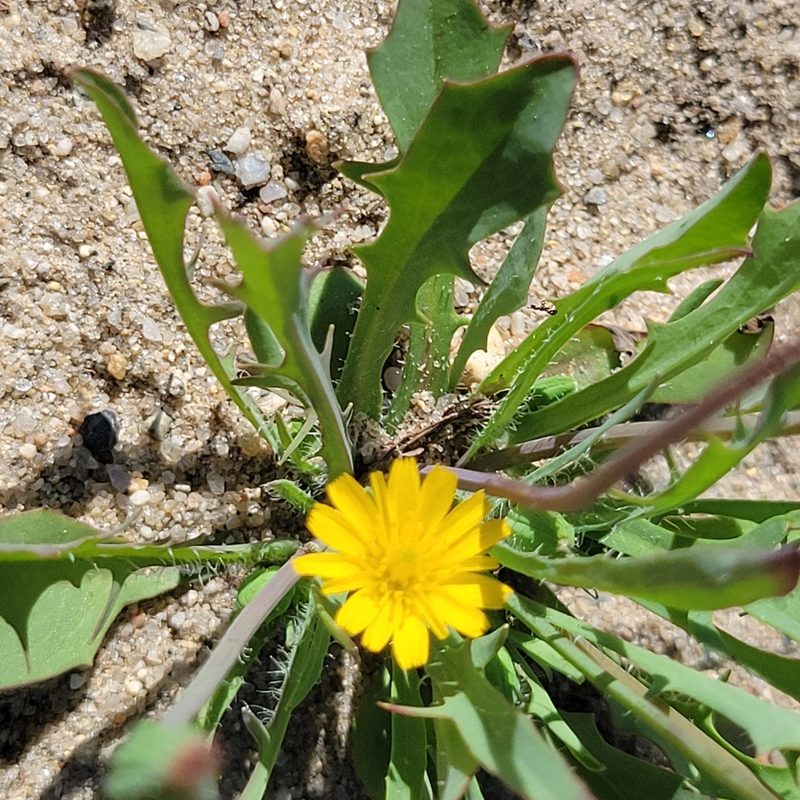 Krigia virginica, photographed by Matt Pelikan