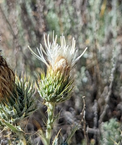 Cirsium cymosum, photographed by Dominic Gentilcore