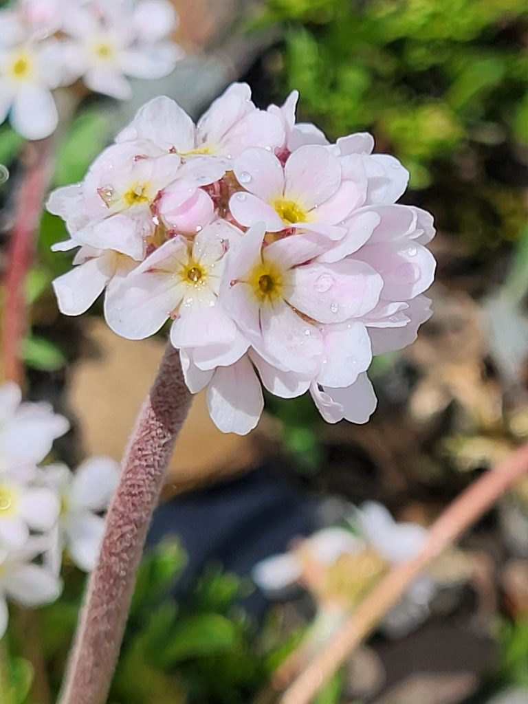 Androsace albana, photographed by Jacek Pietruszewski