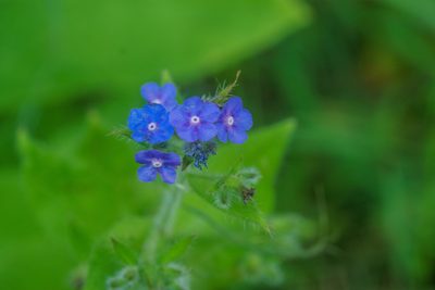 Pentaglottis sempervirens, photographed by Derek Winterburn