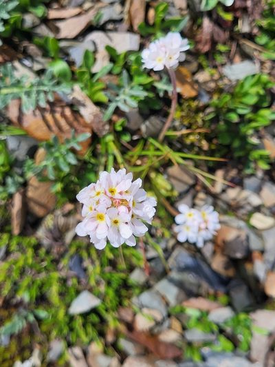 Androsace albana, photographed by Jacek Pietruszewski
