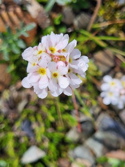 Androsace albana, photographed by Jacek Pietruszewski