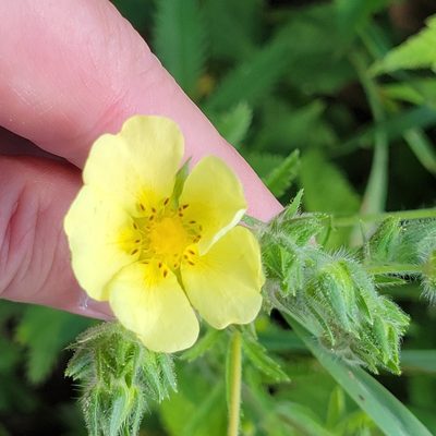Potentilla recta, photographed by Matt Pelikan