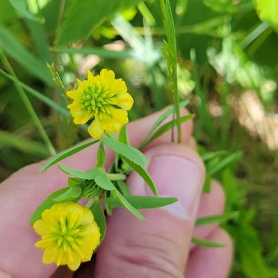 Trifolium aureum, photographed by Matt Pelikan