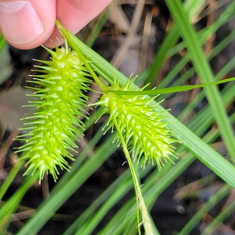 Carex lurida, photographed by Matt Pelikan