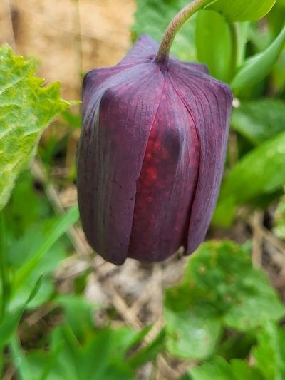 Fritillaria latifolia, photographed by Jacek Pietruszewski