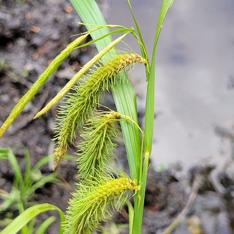 Carex crinita, photographed by Matt Pelikan