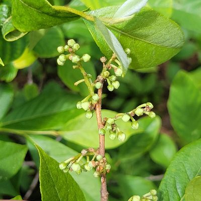 Lyonia ligustrina, photographed by Matt Pelikan