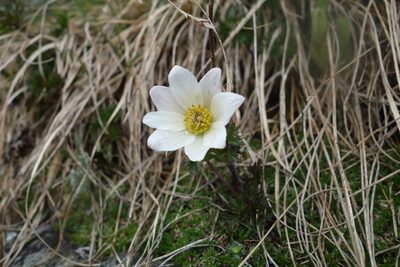 Pulsatilla alpina, photographed by Jan Vršovský