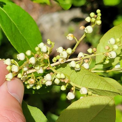 Lyonia ligustrina, photographed by Matt Pelikan
