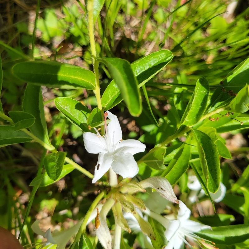 Rhododendron viscosum, photographed by Matt Pelikan
