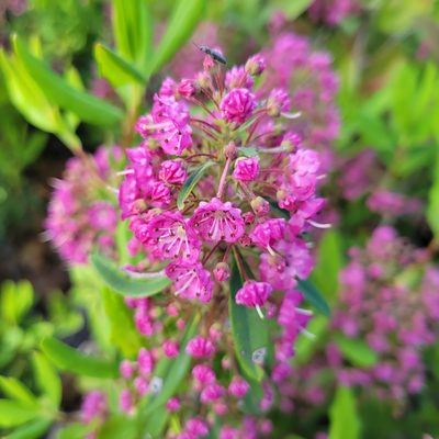 Kalmia angustifolia, photographed by Matt Pelikan