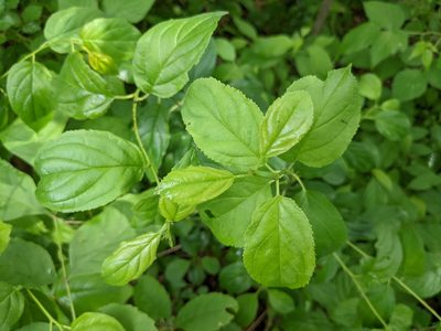 Rhamnus cathartica, photographed by Ethan Rose
