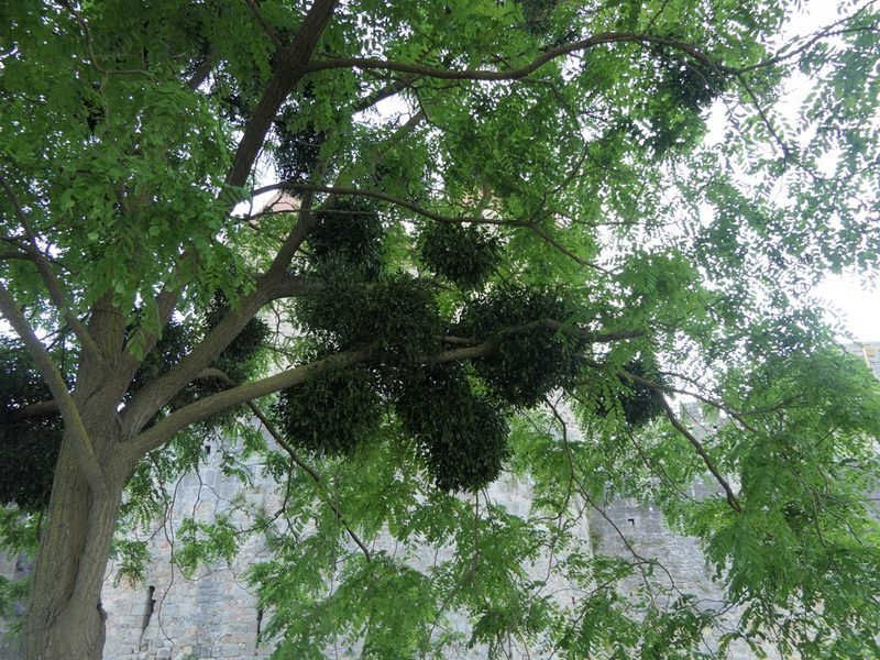 Viscum album, photographed by Pete Bradshaw