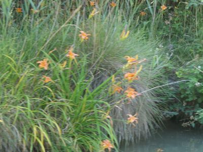 Hemerocallis fulva, photographed by Pete Bradshaw
