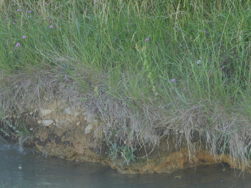 Blackstonia perfoliata, photographed by Pete Bradshaw