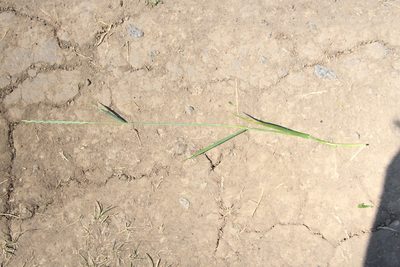 Elymus repens, photographed by Liubov Ilminska