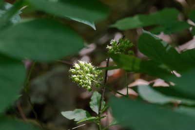 Aralia nudicaulis, photographed by Kalvin Chan