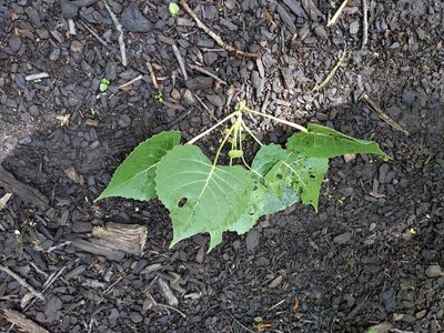 Populus deltoides, photographed by Ethan Rose