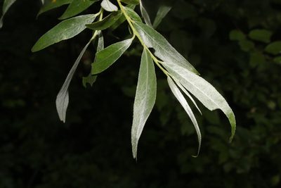 Salix alba, photographed by Liubov Ilminska