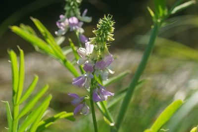 Galega officinalis, photographed by Derek Winterburn