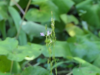 Campanula rapunculus, photographed by Pete Bradshaw