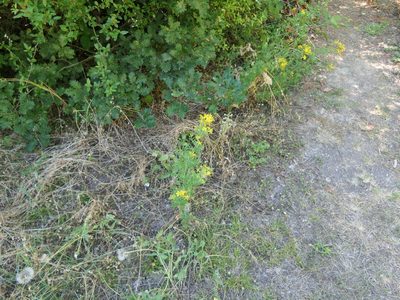 Hypericum perforatum, photographed by Pete Bradshaw