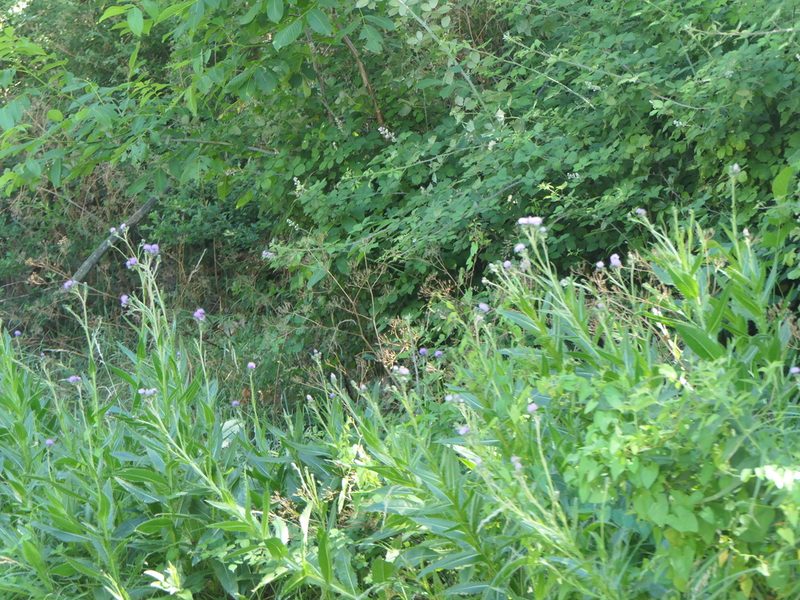 Cirsium monspessulanum, photographed by Pete Bradshaw