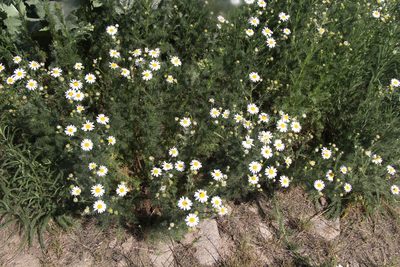 Tripleurospermum inodorum, photographed by Liubov Ilminska