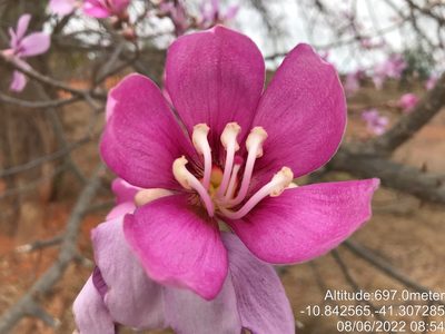 Ceiba pubiflora, photographed by vitordematos12