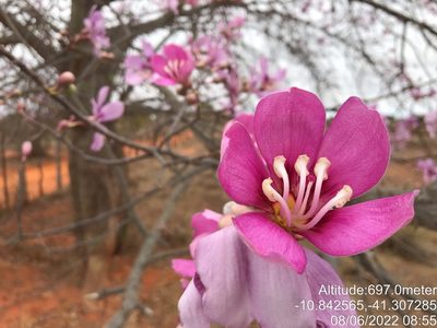 Ceiba pubiflora, photographed by vitordematos12