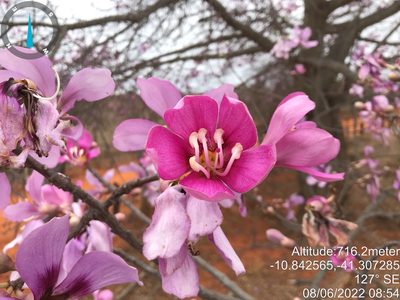 Ceiba pubiflora, photographed by vitordematos12