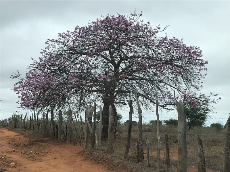 Ceiba pubiflora, photographed by vitordematos12