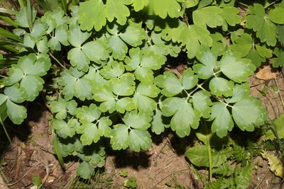 Aquilegia vulgaris, photographed by Liubov Ilminska