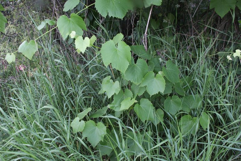Vitis vinifera, photographed by Liubov Ilminska