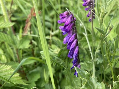 Vicia cracca, photographed by Lee