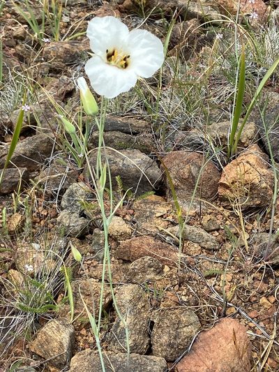 Calochortus howellii, photographed by Michael O'Loughlin