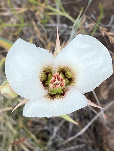 Calochortus howellii, photographed by Michael O'Loughlin