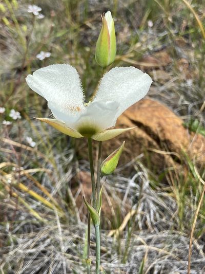 Calochortus howellii, photographed by Michael O'Loughlin