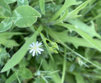 Stellaria graminea, photographed by Lee
