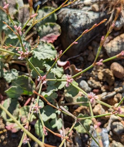 Eriogonum vimineum, photographed by Dominic Gentilcore
