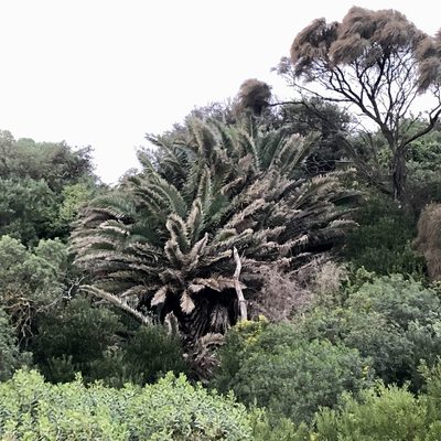 Phoenix canariensis, photographed by James K. Douch