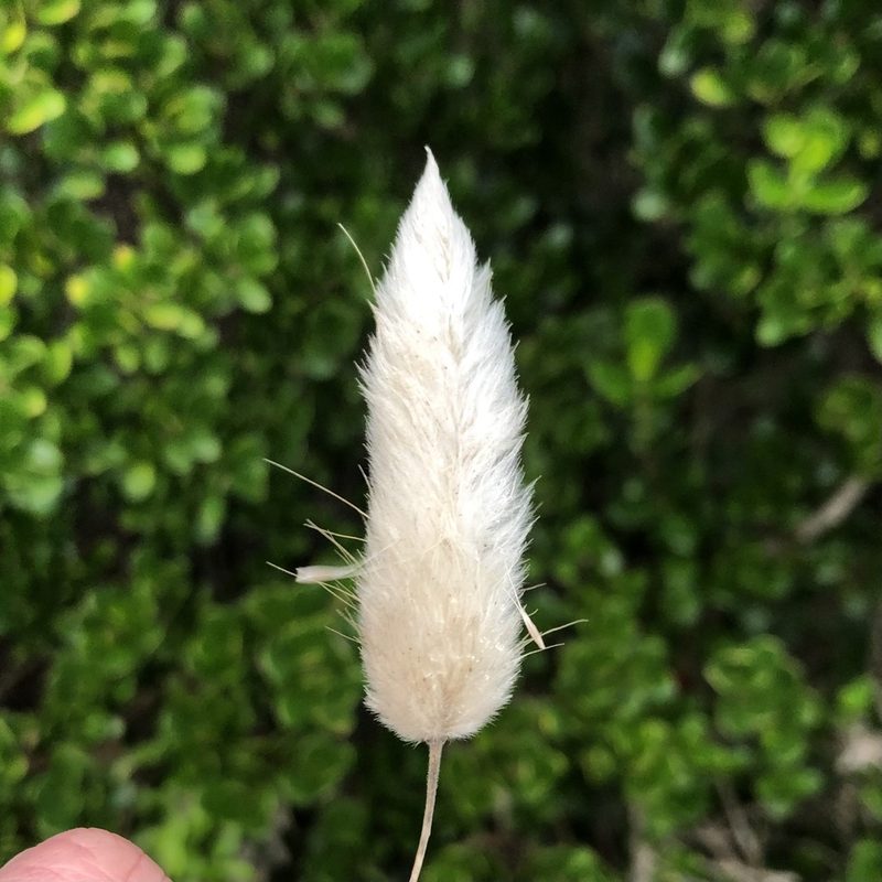 Lagurus ovatus, photographed by James K. Douch