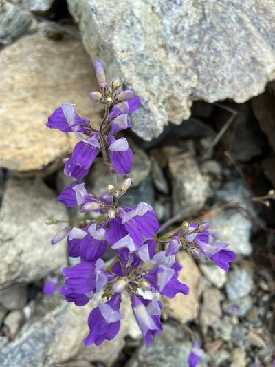 Collinsia linearis, photographed by Michael O'Loughlin
