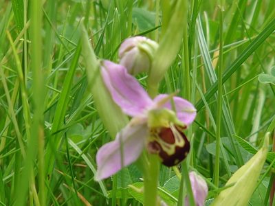 Ophrys apifera, photographed by mjopocock